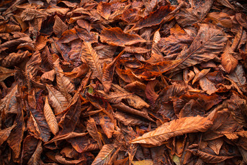 Red and Orange Autumn Leaves Background