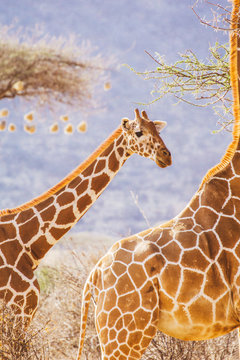 Reticulated giraffe in Africa