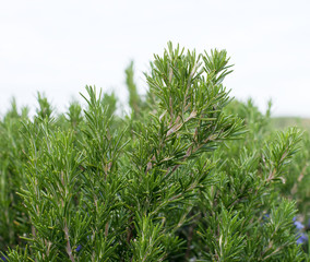 rosemary plant
