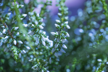 Heather flowers background. Nature background with autumn flowers. Colorful background