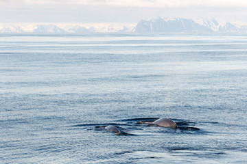Fototapeta premium Blue whale with calf in the Arctic Ocean near Svalbard