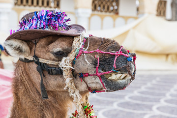 Camel on the square of Habib Bourguiba with shady Arabic pavilion and Medieval fortress Ribat in Monastir