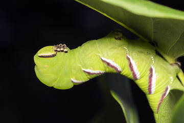 Sphinx ligustri, known as the privet hawk moth caterpillar. Butterfly larva. Green caterpillar