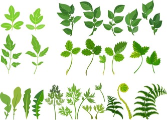 Fototapeta premium Set of green compound leaves on white background