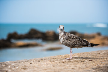 Seagull