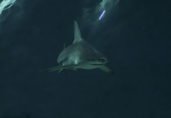 Squalo acquario di genova