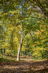 Autumn falling in the Lviv city park in Ukraine