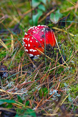 Mushroom Amanita muscaria photographed close-up in the forest.