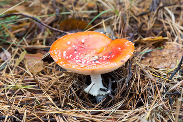 fly agaric mushroom