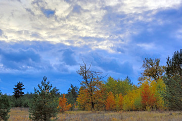 Fototapeta premium dark sky over autumn forest