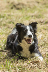 Border collie