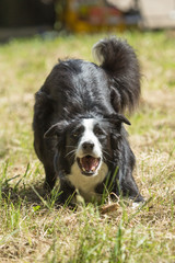 Border collie