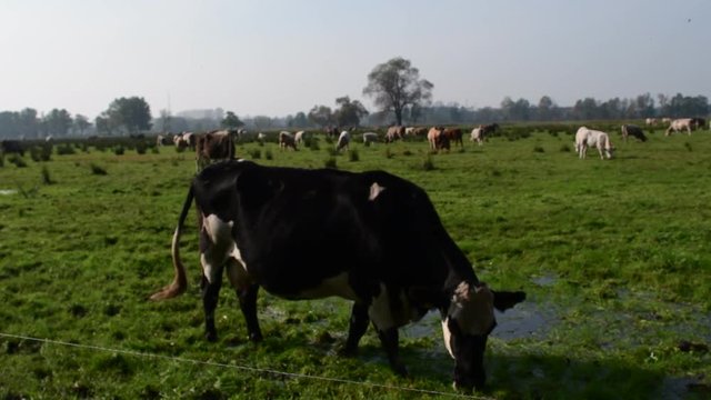 Grasende Kuh auf einer &uuml;berschwemmten Wiese im Spreewald 