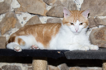 Chat européen