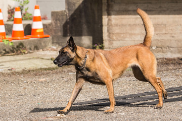 Malinois
