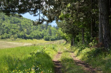 Fototapeta premium way through meadow and forest