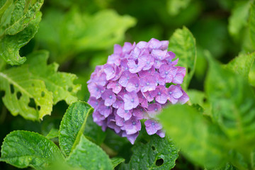 紫陽花の花