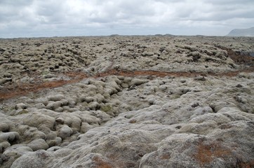 アイスランド　エルドフラウン　ルピナス　南部観光　苔　絶景　夏　iceland eldhraun  island summer