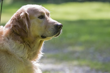 Golden retrivers