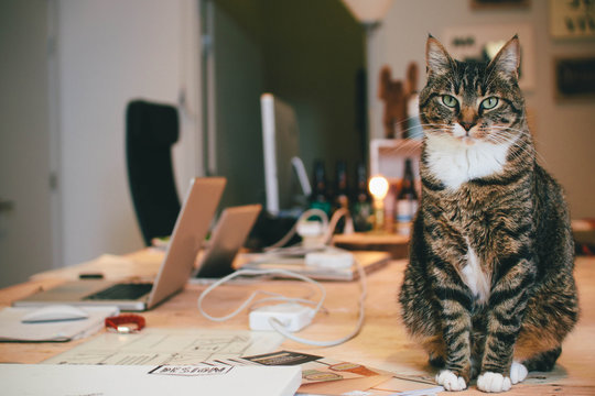Office Cat