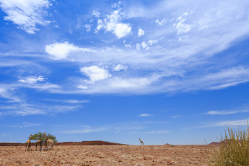 Giraffen (Giraffa camelopardalis)