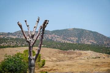 Beautiful landscape with dry tree on sunny day
