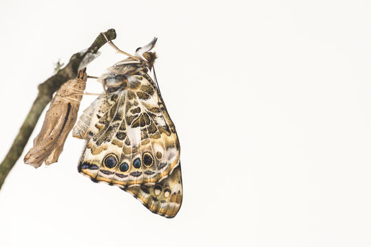 A Painted Lady Butterfly That Has Just Emerged From a Chrysalis