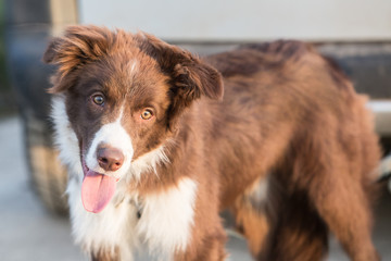 Border collie