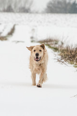 Golden retrievers
