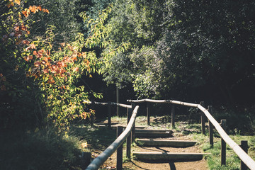Bridge path crossing a trekking autumn forest