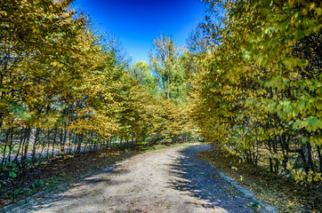 Autumn falling in the Lviv city park in Ukraine