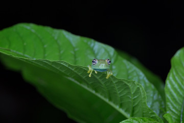 frog on a leaf