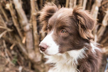 Border collie