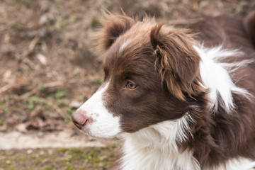 Border collie