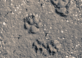 FOOTPRINTS