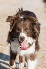 Border collie