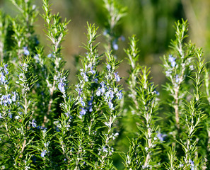 Blossoming rosemary plant