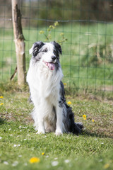 Border collie