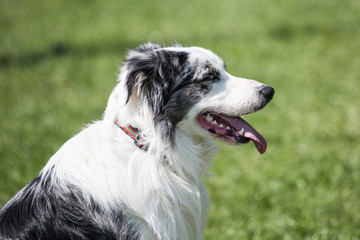 Border collie