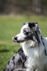 Border collie