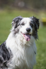 Border collie