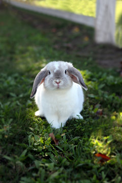 Bunny sitting on grass
