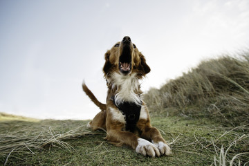 Dog lays on the ground barking.