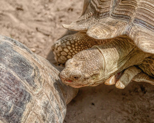 Obraz premium TURTLE