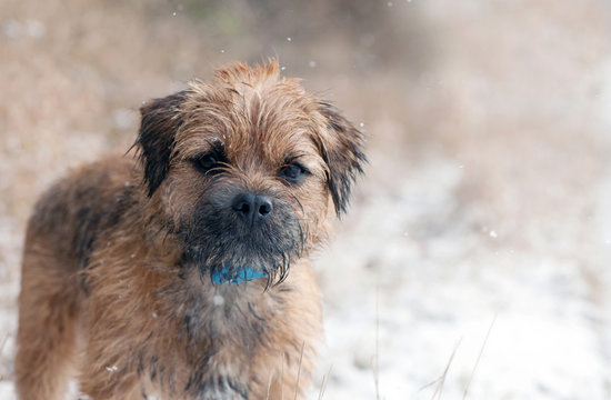 Border Terrier playing in the snow