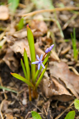 Blue scilla flower (Scilla bifolia) or Squill