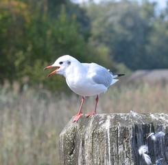 Seemöwe auf Holzpfahl der Seebrücke schreiend