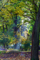 Fototapeta premium Sunny forest early in the morning