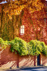 Buildin wall with red ivy on the exterior