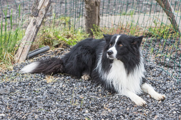 Border collie